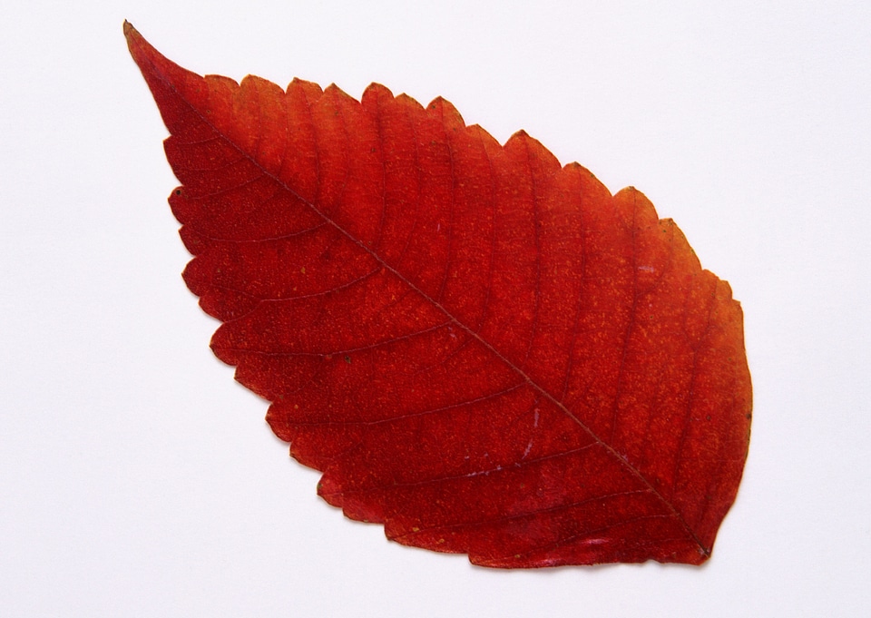 Autumn virginia creeper leaves on white background.