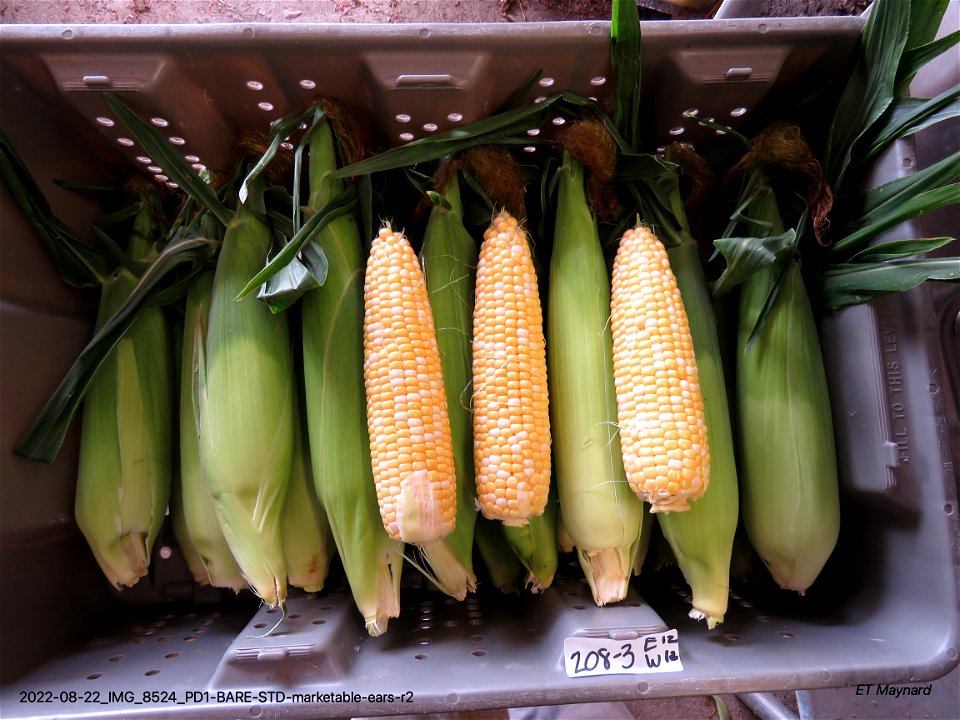 PD1-BARE-STD-marketable-ears-r2