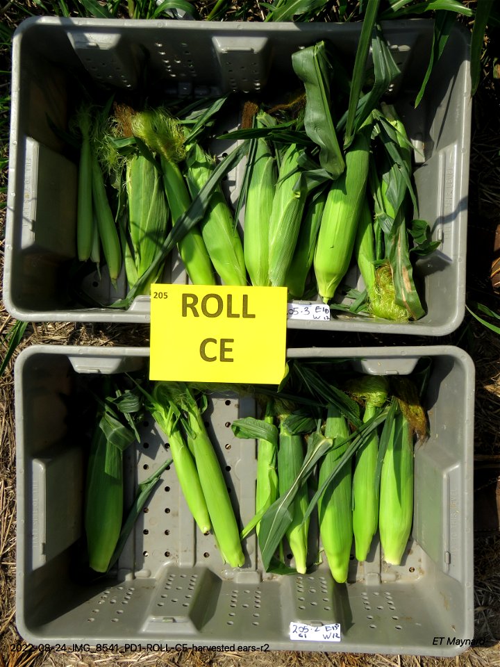 PD1-ROLL-CE-harvested ears-r2
