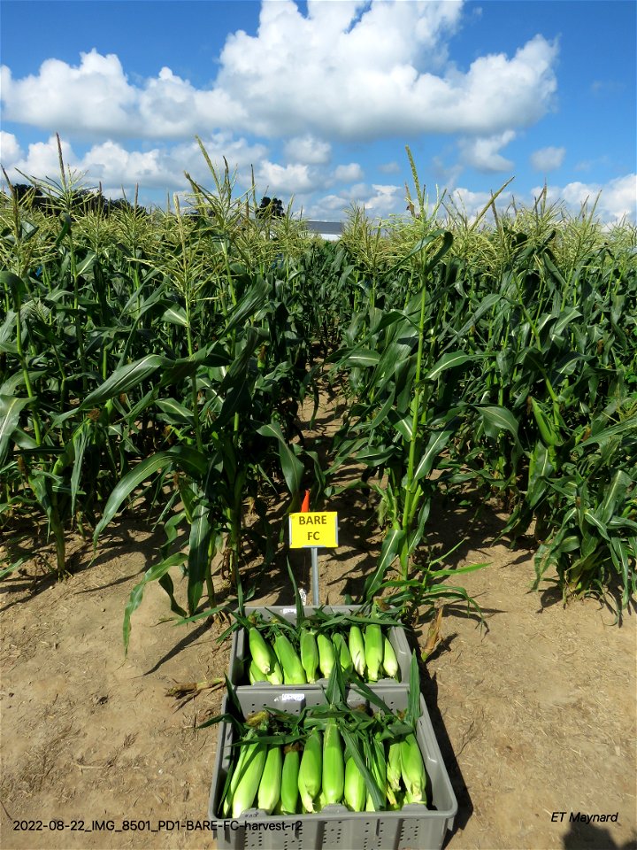 PD1-BARE-FC-harvest-r2