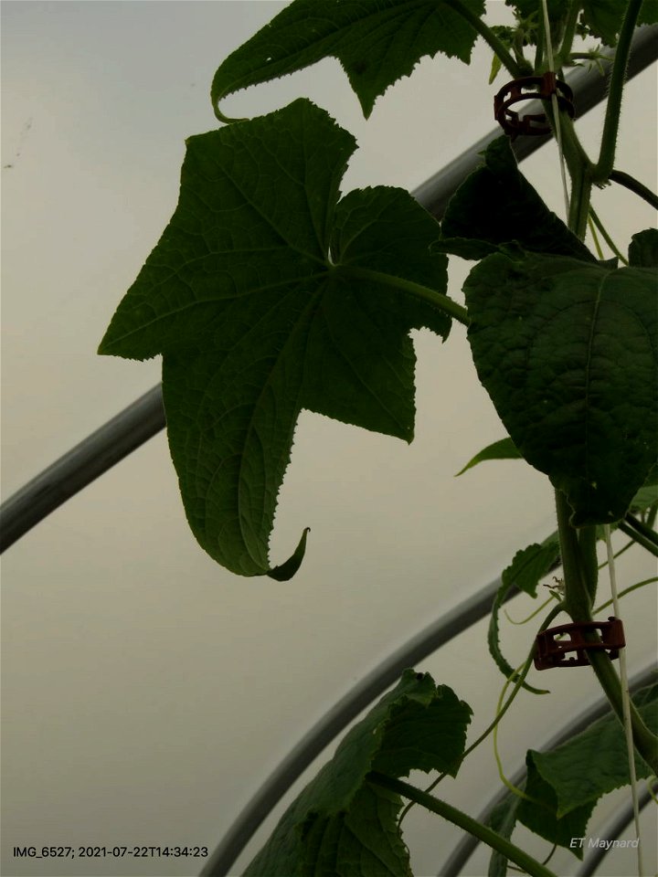 LeafSymptomsTipCurl