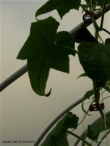 LeafSymptomsTipCurl