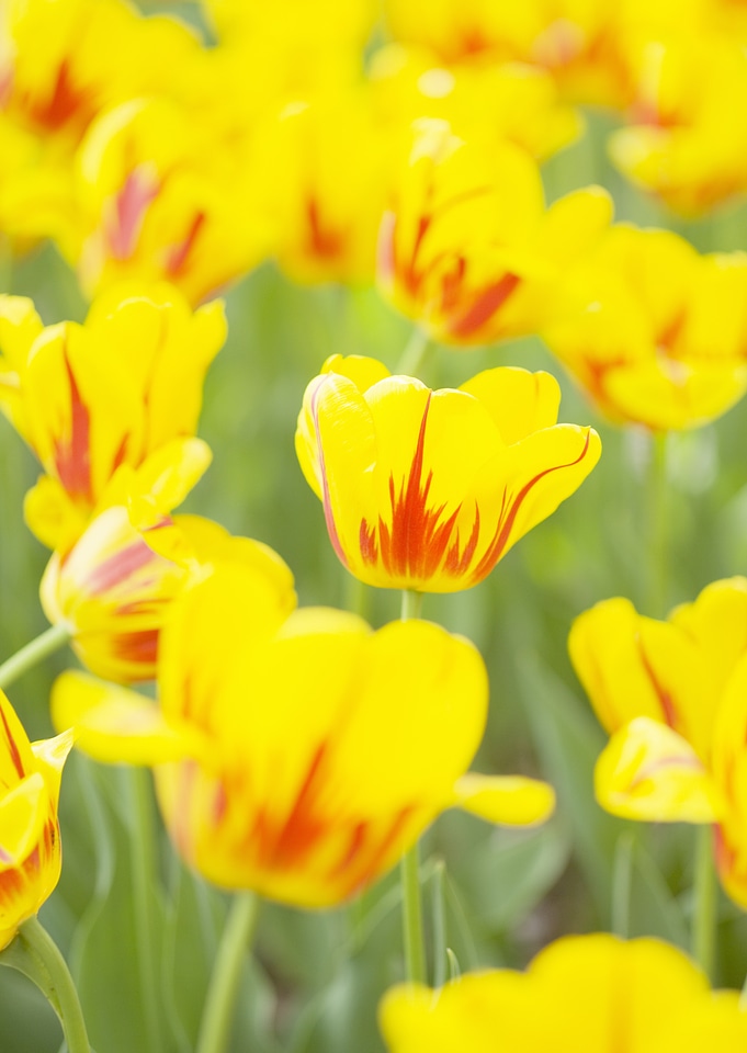 Tulip. Beautiful bouquet of tulips.