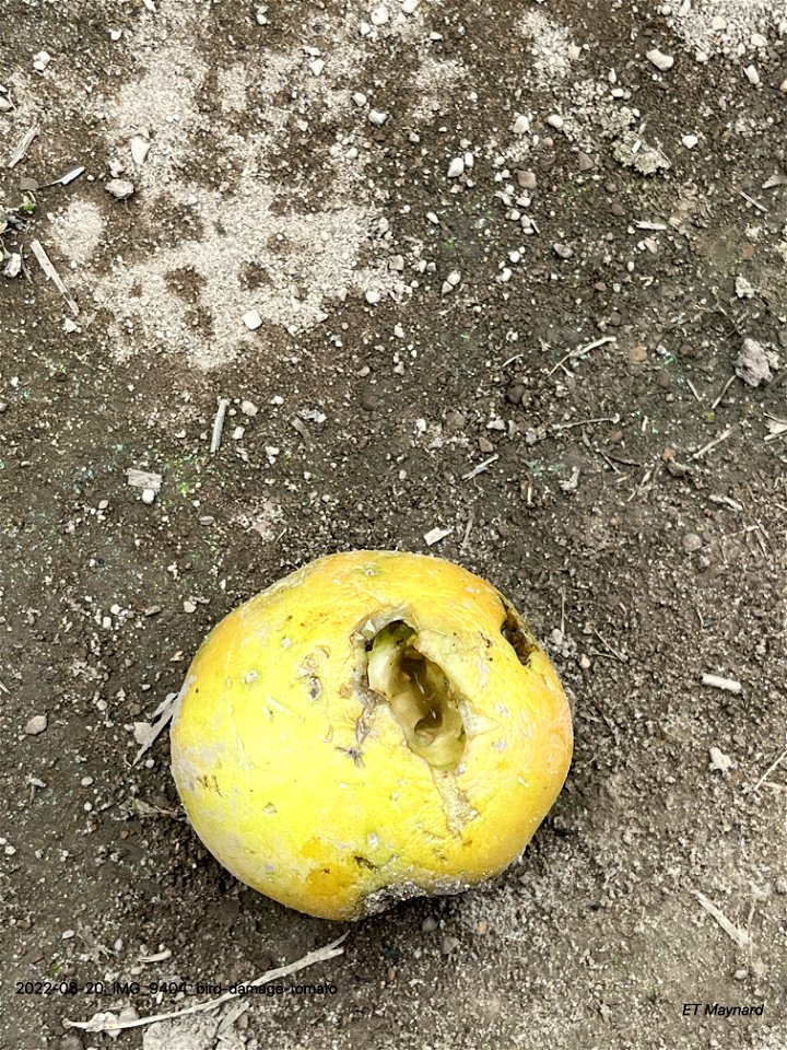 bird-damage-tomato