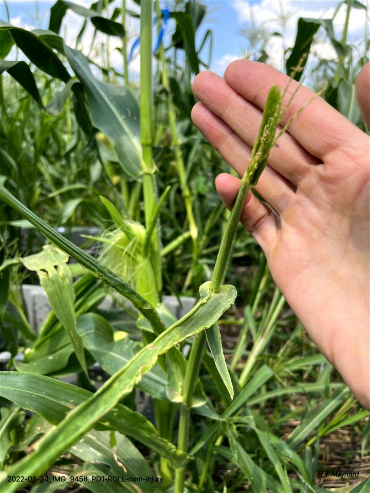 PD1-ROLL-corn-injury