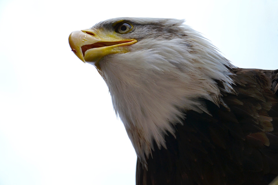 Symbolic bird predator