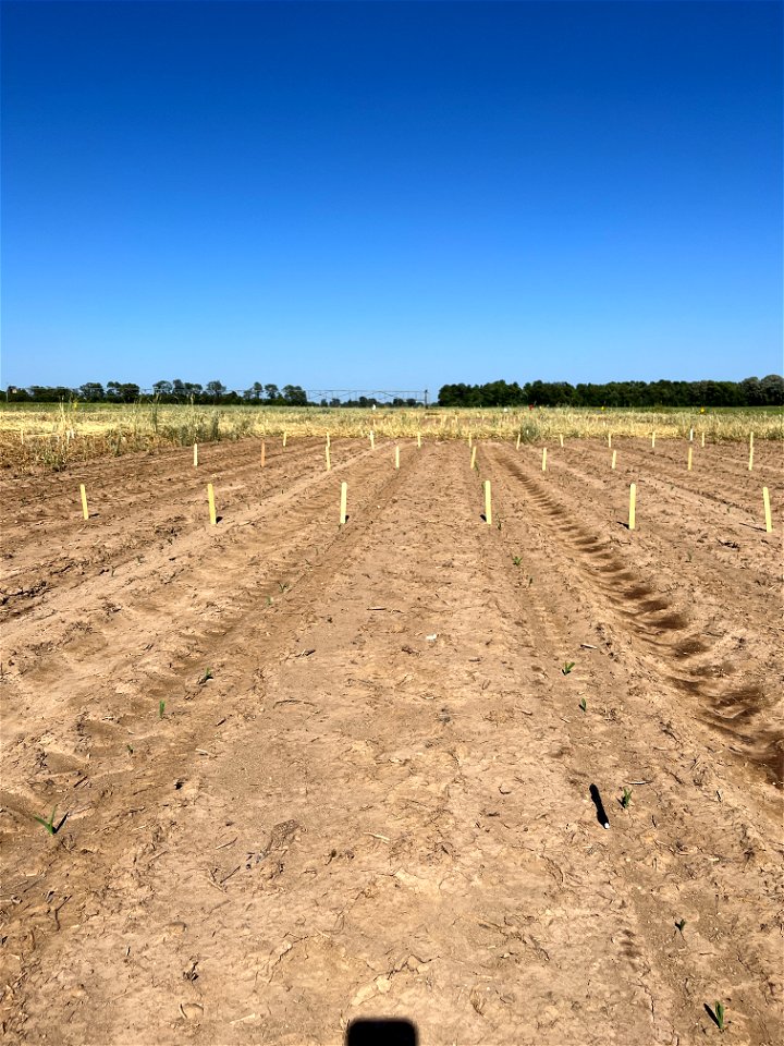 PD1-6DAS-BARE-STD-left-FC-right emerged