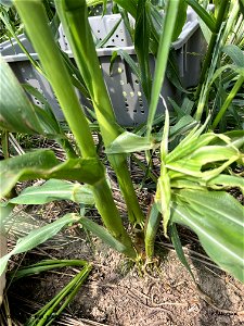 PD1-ROLL-corn-injury
