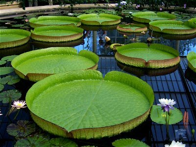 Kew Gardens photo