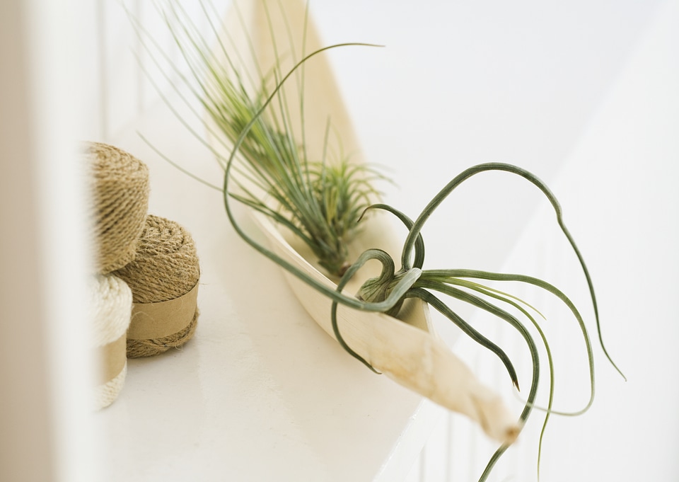 Composition from grass in the pot and thread