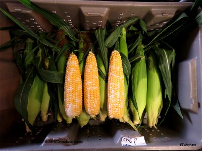 PD1-BARE-STD-marketable-ears