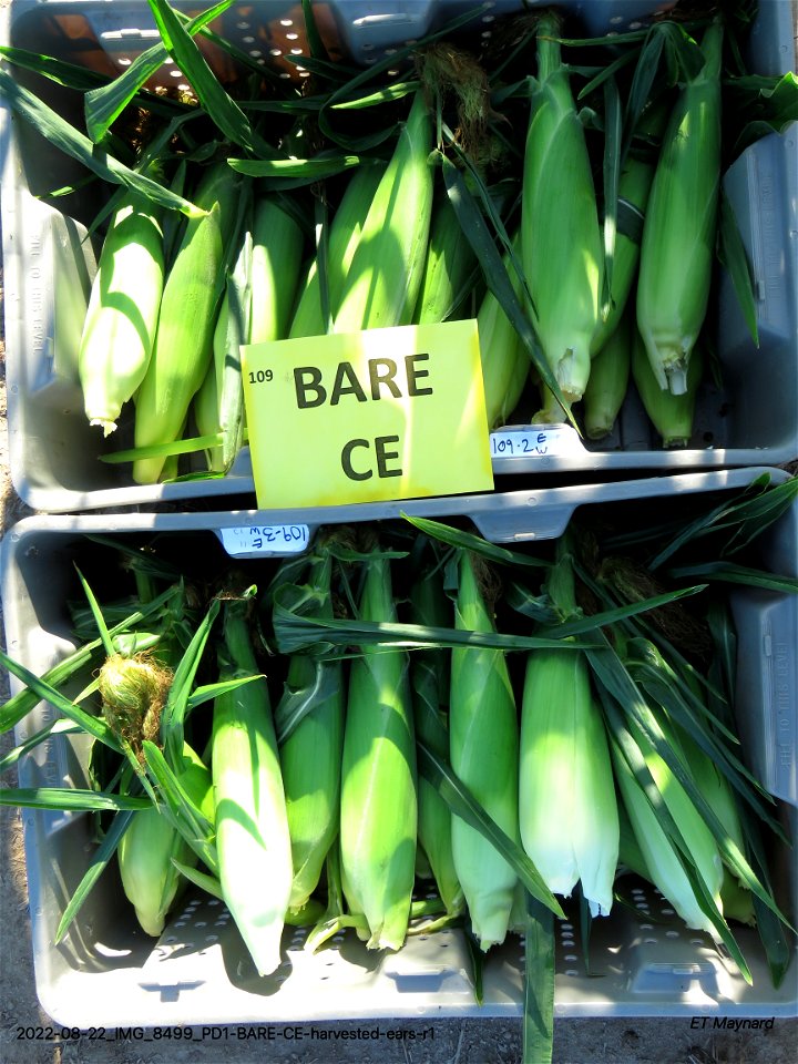 PD1-BARE-CE-harvested-ears-r1