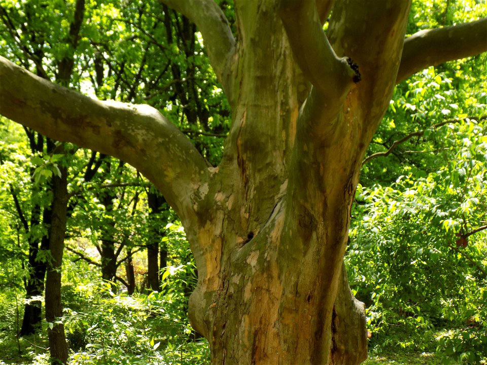 Hryshko National Botanical Garden