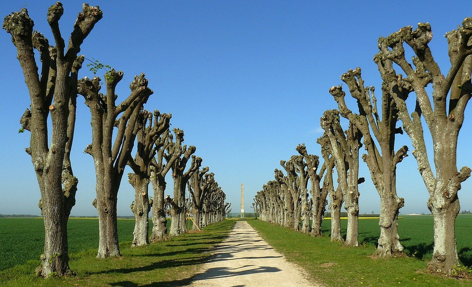 Beautiful path and green trees photo