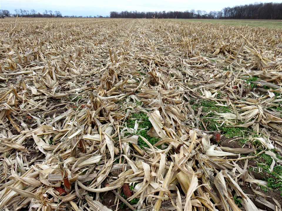 field-corn-residue