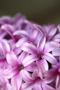Pink Hyacinth photo