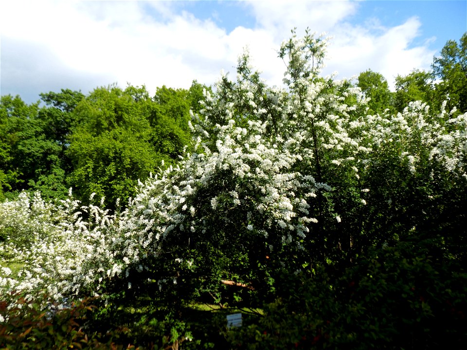 Hryshko National Botanical Garden