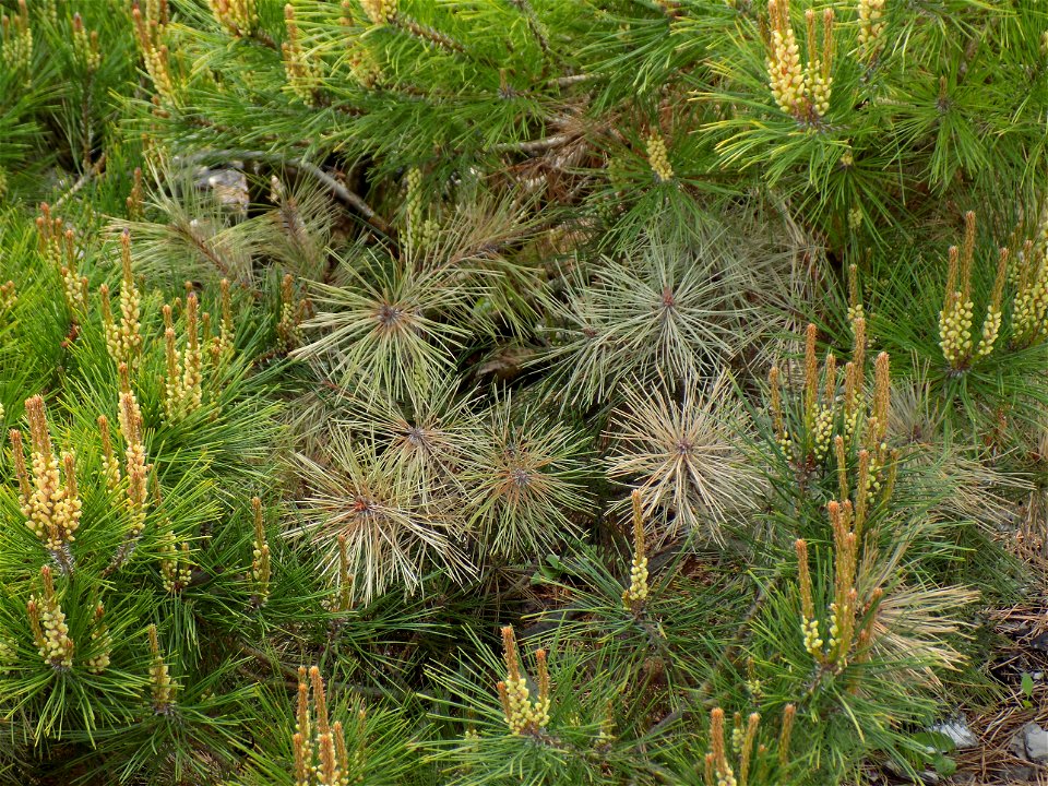 Hryshko National Botanical Garden