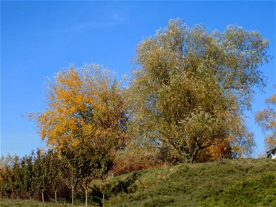 Hryshko National Botanical Garden