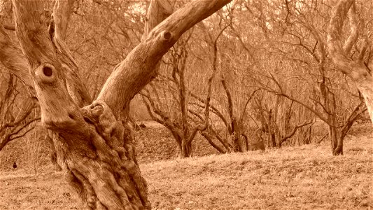 Hryshko National Botanical Garden
