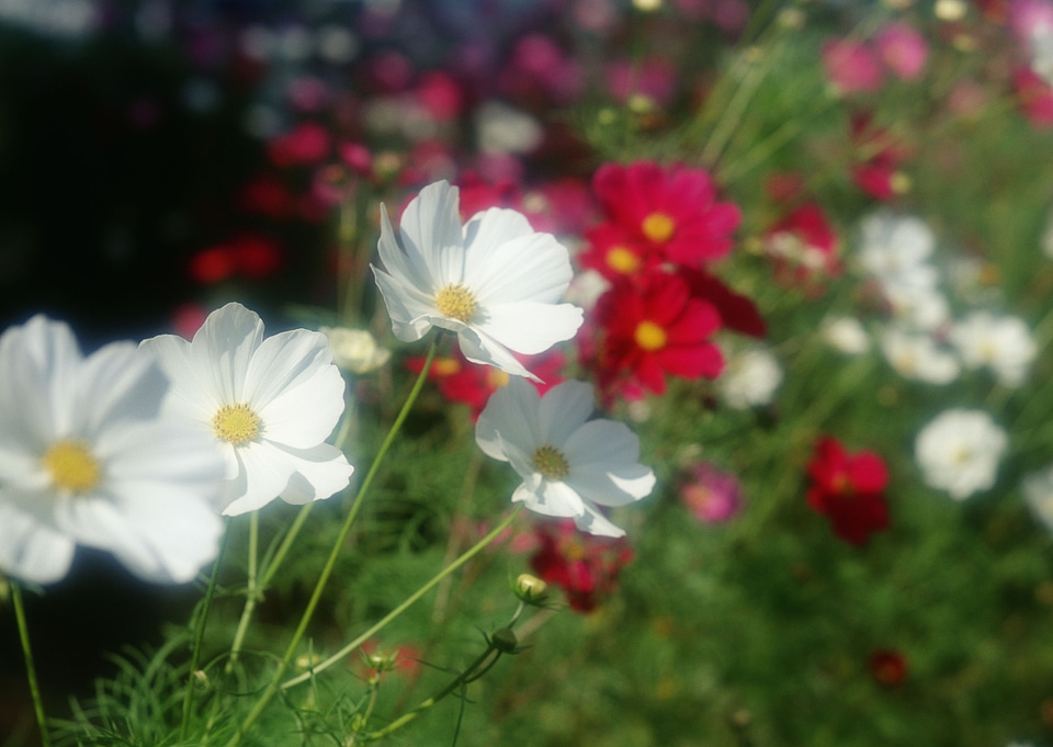 Cosmos flower in the garden