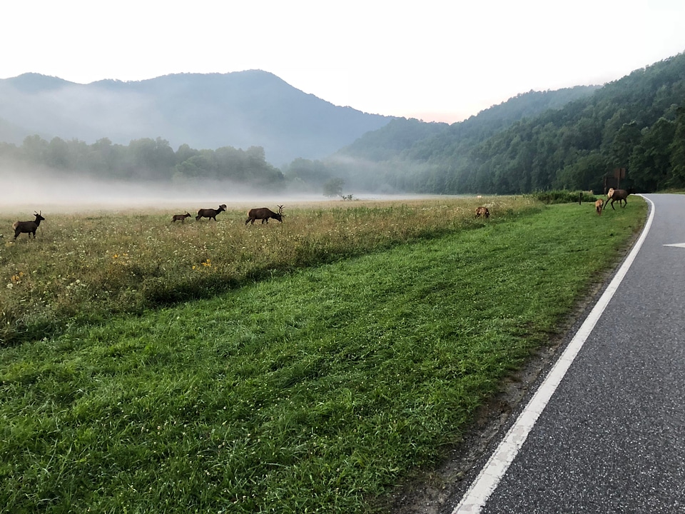 Deer in Great Smoky Mountains