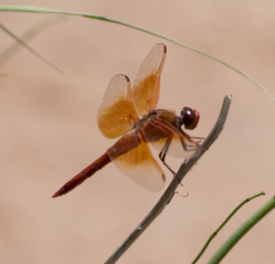 Closeup of a common dragonfly on a vary small plants