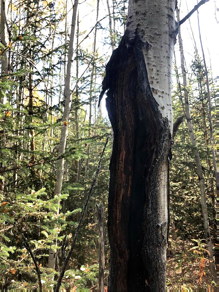 Aspen-target-canker-Alaska-3