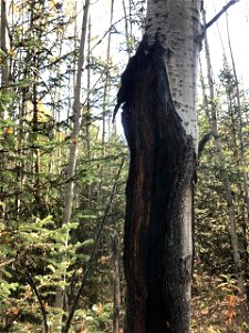 Aspen-target-canker-Alaska-3