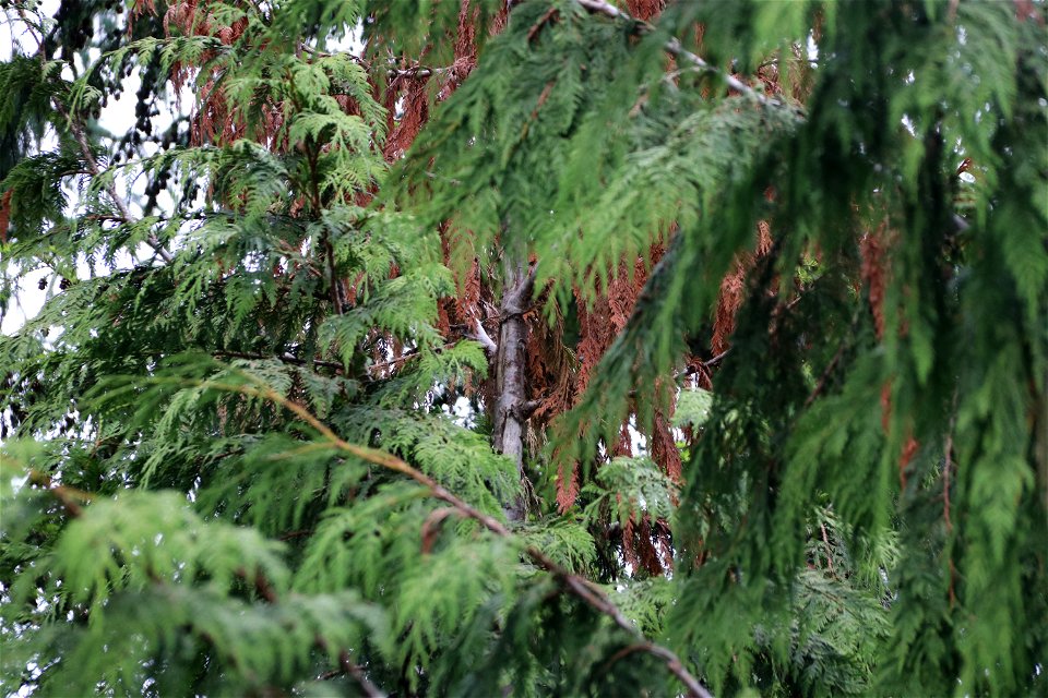 Western-redcedar-topkill-bole-woundsPrince-of-Wales-Island-Tongass-1