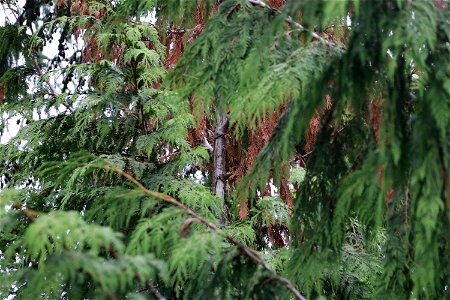 Western-redcedar-topkill-bole-woundsPrince-of-Wales-Island-Tongass-1