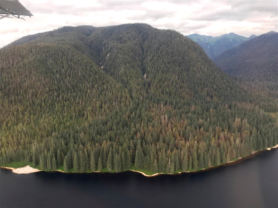 Western-blackheaded-budworm-damage-ADS-2021-Tongass-3