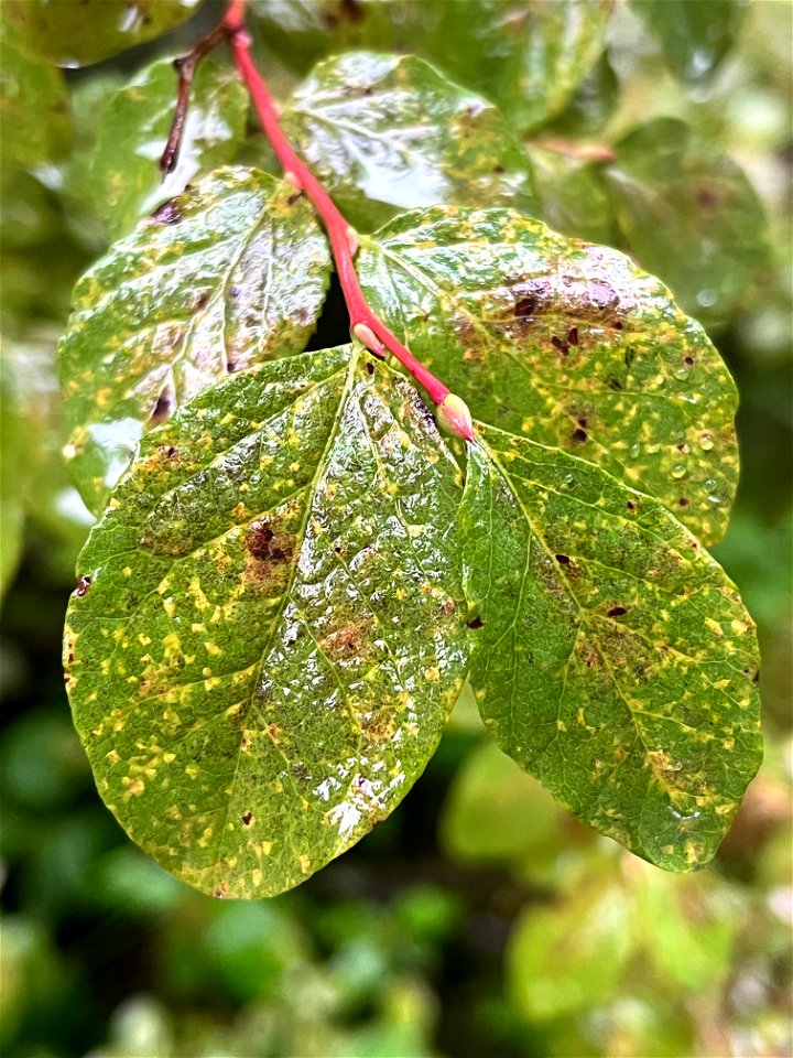 Hemlock-blueberry-rust-on-Vaccinium-August2022-Juneau-Tongass-4