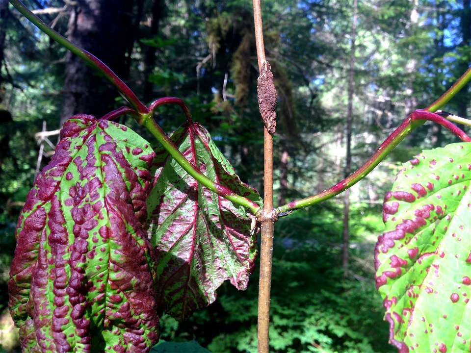Viburnum-rust-leaf-and-perennial-stem-infection-Tongass-1