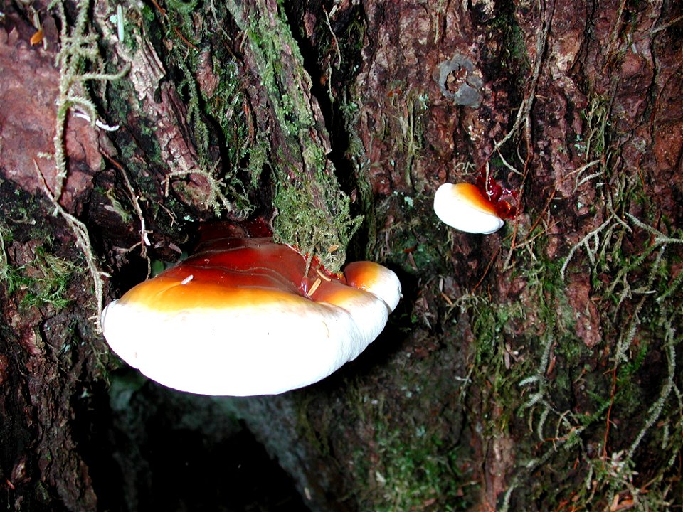 Ganoderma-tsugae-young-conk-Tongass