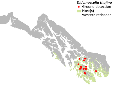 Didymascella-thujina-Cedar-Leaf-Blight-Detection-Map-2022-Alaska photo