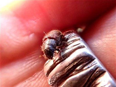 Spruce-beetle-Alaska
