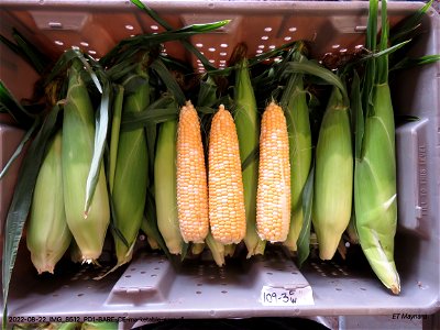 PD1-BARE-CE-marketable-ears-r1