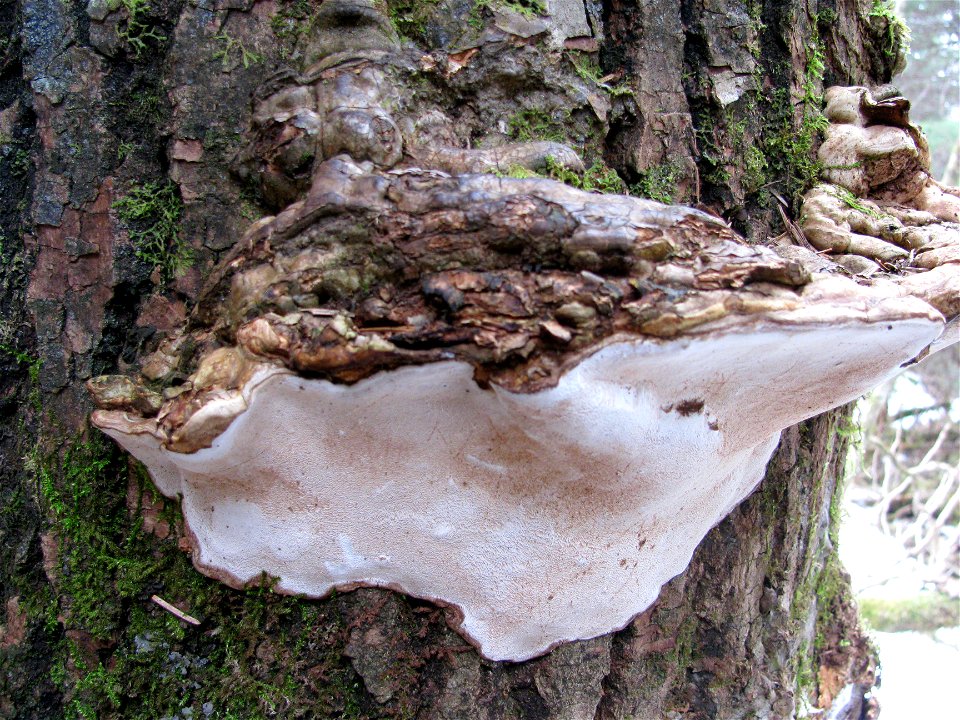 Ganoderma-applanatum-Tongass-4