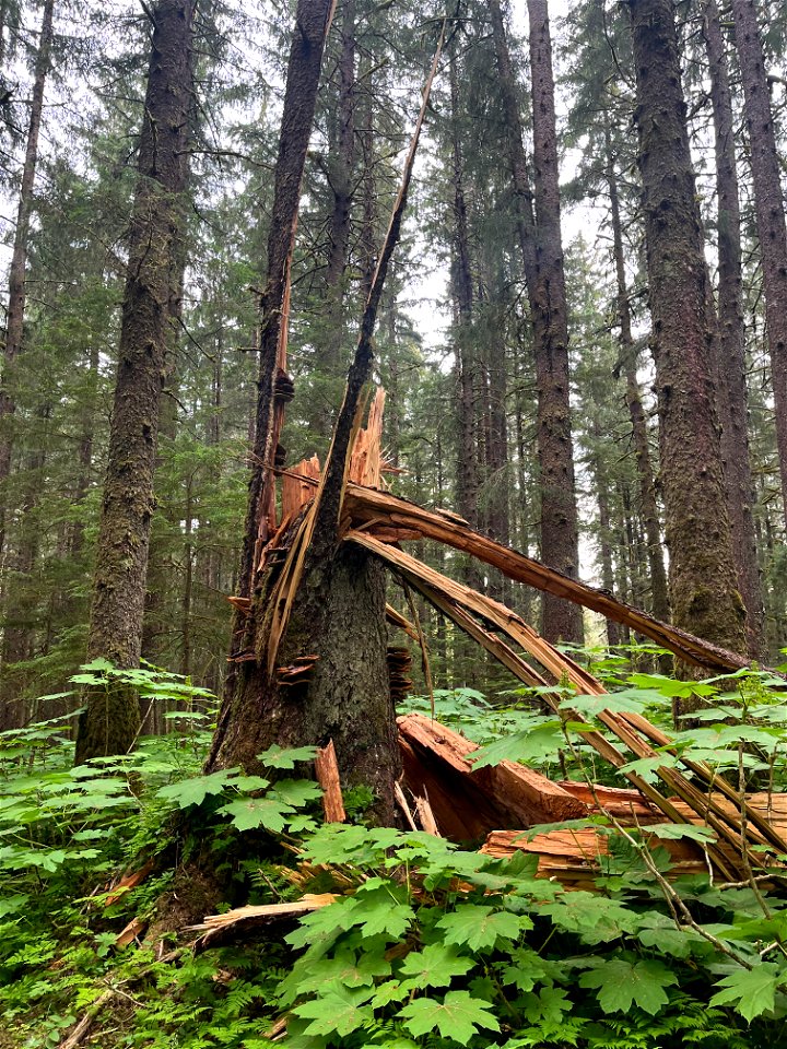 Phaeolus-schweinitzii-snapped-Sitka-spruce-TongassNF-2