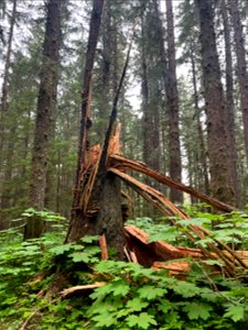 Phaeolus-schweinitzii-snapped-Sitka-spruce-TongassNF-2