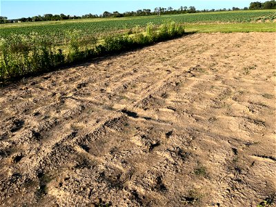 teff-sunnhemp-emerging