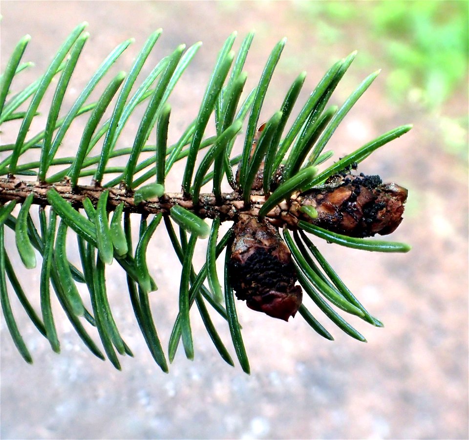Dichomera-gemmicola-spruce-bud-blight-Sitka-spruce-Sitka-Tongass