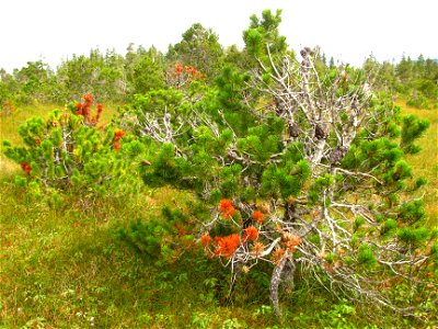 Branch-dieback-western-gall-rust-Hoonah-Chichagof-Island-Tongass