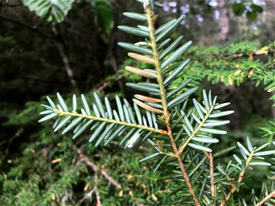 Hemlock-blueberry-rust-Naohidemyces-vaccinii-w-hemlock-Juneau-Tongass-2 photo