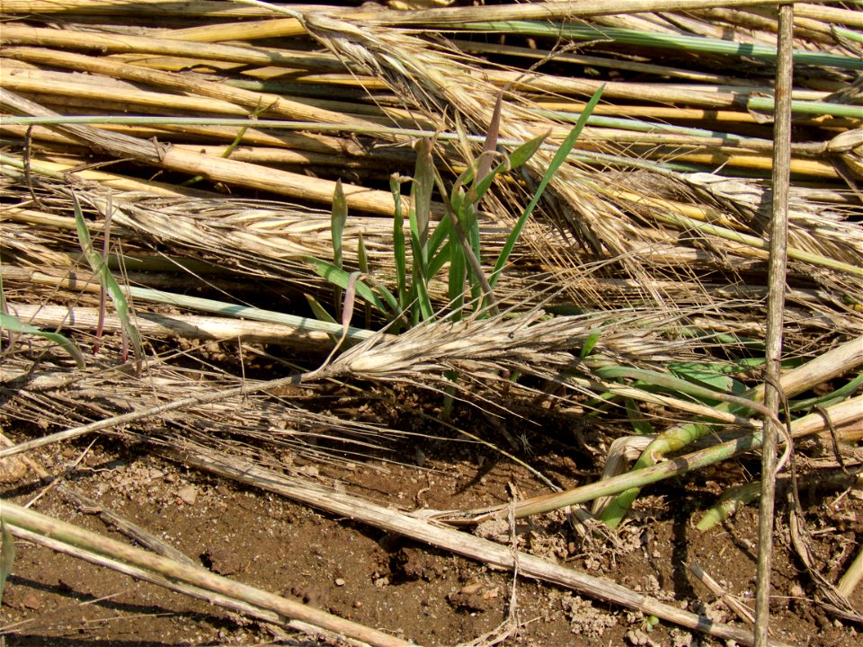 ROLL sprouting rye