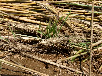 ROLL sprouting rye