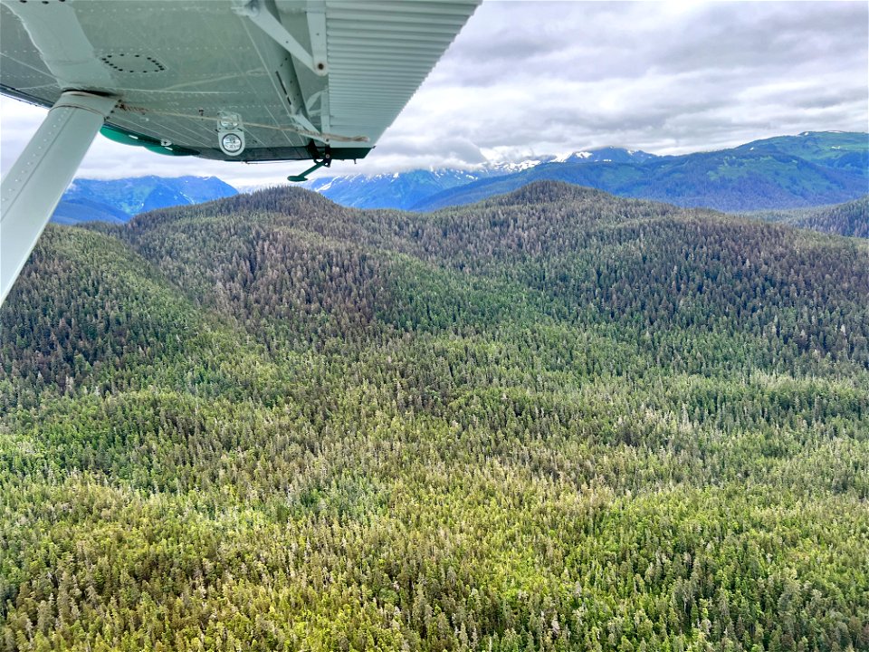 Western-blackheaded-budworm-damage-Aerial-detection-survey-TongassNF
