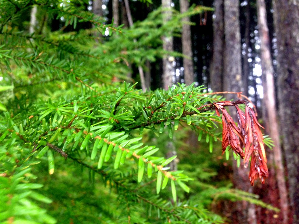 Sirococcus-shoot-blight-western-hemlock-Tongass-1