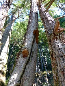 Phellinus-hartigii-AukeLk-Tongass-3